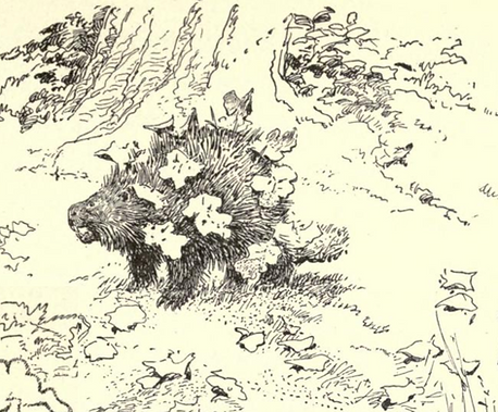 ヤマアラシ01.png